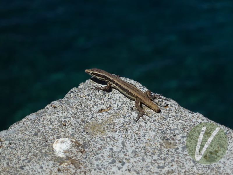 Madeira-Mauereidechse: Übersicht
